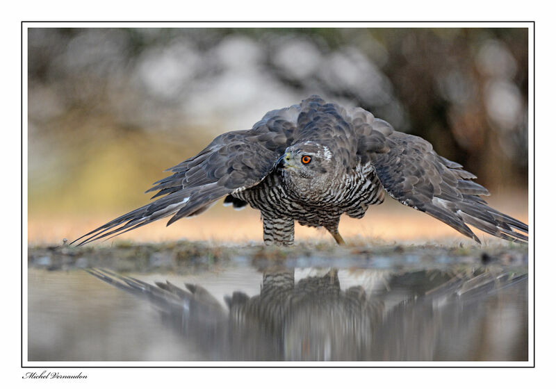 Eurasian Goshawkadult