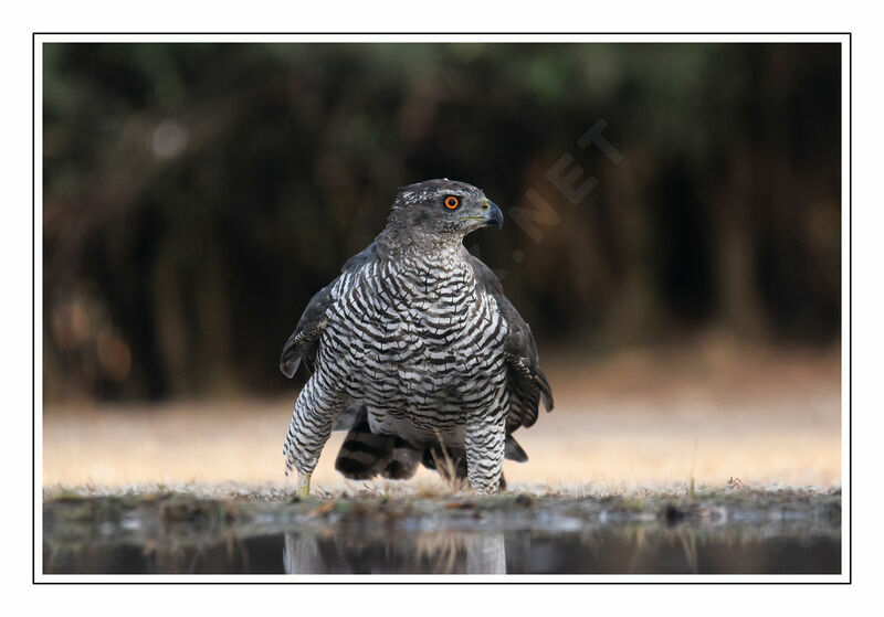 Eurasian Goshawkadult