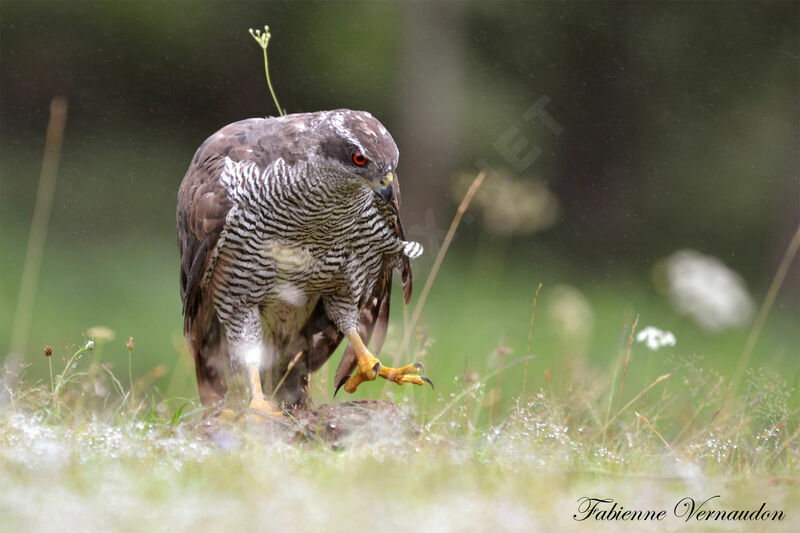 Eurasian Goshawk male adult