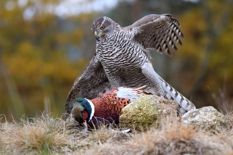 Eurasian Goshawk