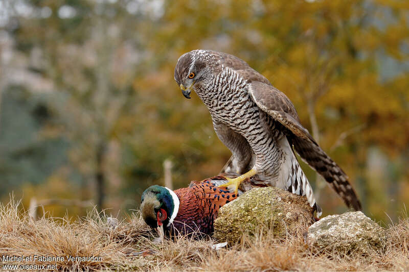 Autour des palombesadulte, pêche/chasse, Comportement