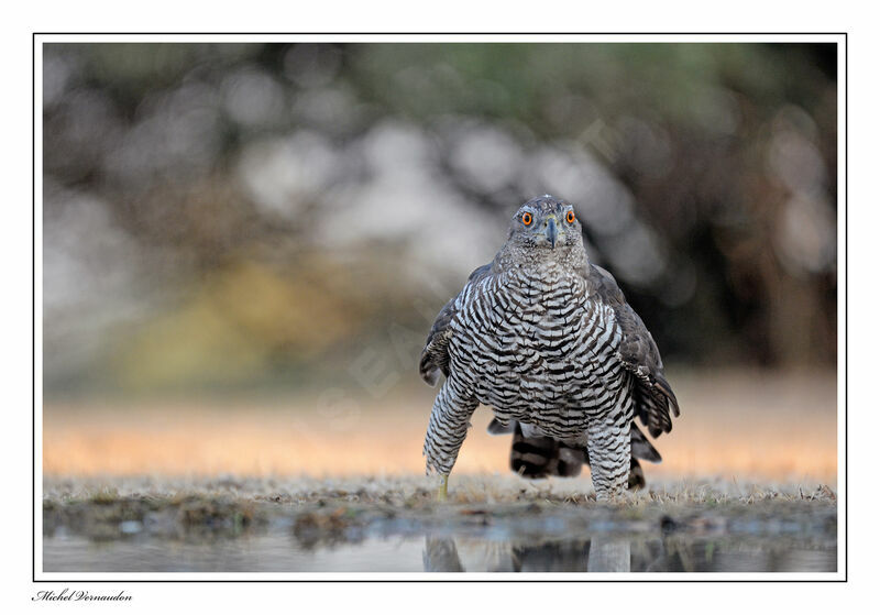 Eurasian Goshawkadult