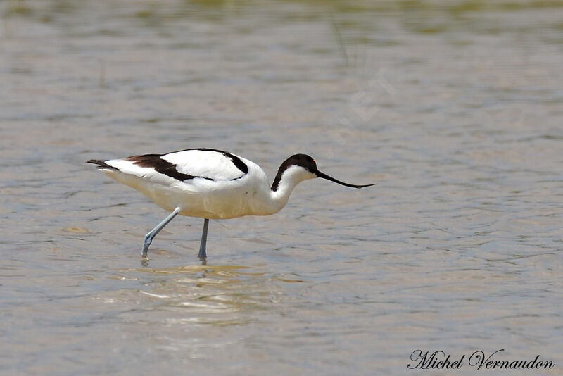 Pied Avocet