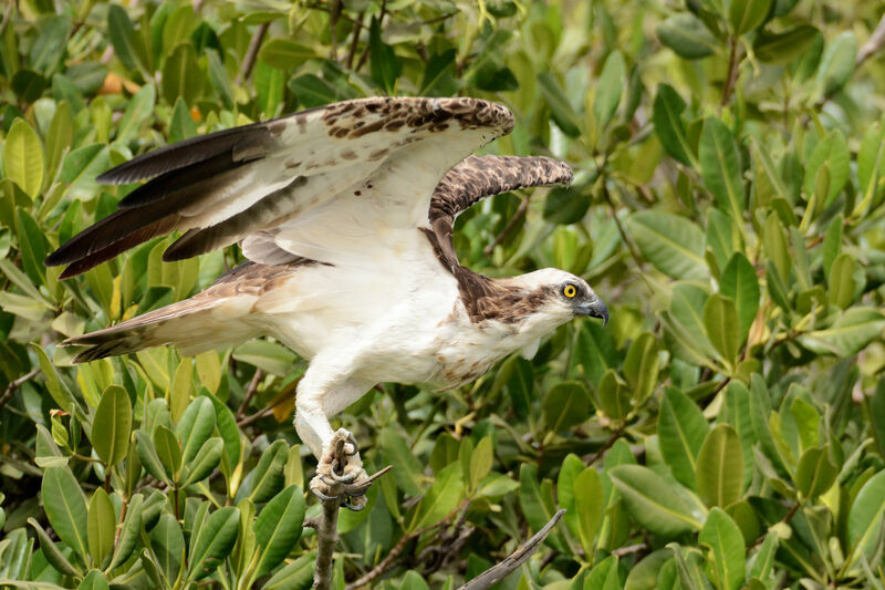 Balbuzard pêcheur, Vol