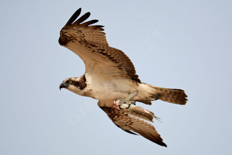 Balbuzard pêcheur, Vol