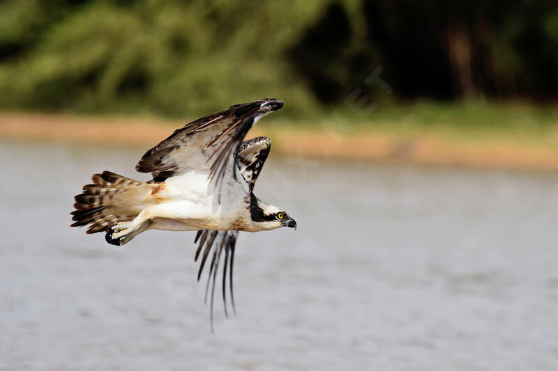 Balbuzard pêcheuradulte