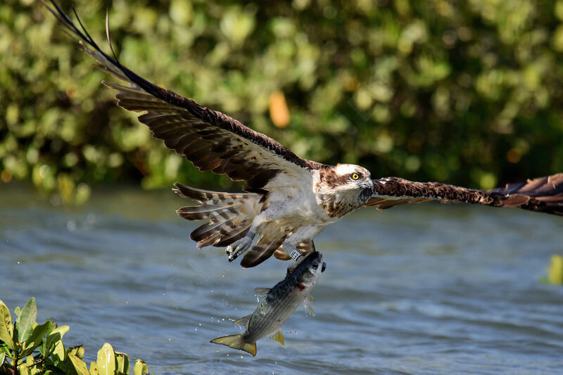 Balbuzard pêcheuradulte