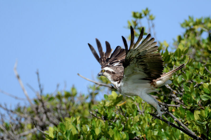 Balbuzard pêcheuradulte