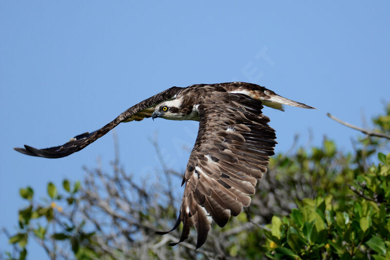 Balbuzard pêcheuradulte