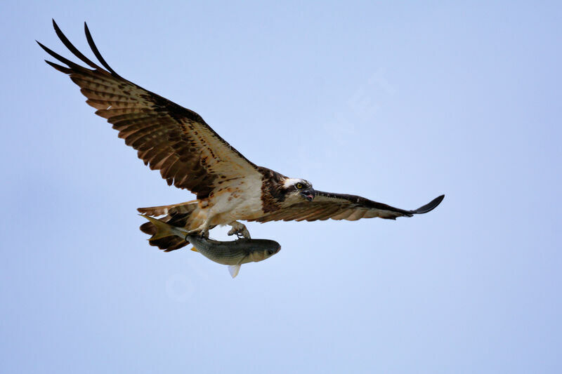 Balbuzard pêcheur, pêche/chasse