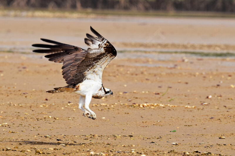 Osprey