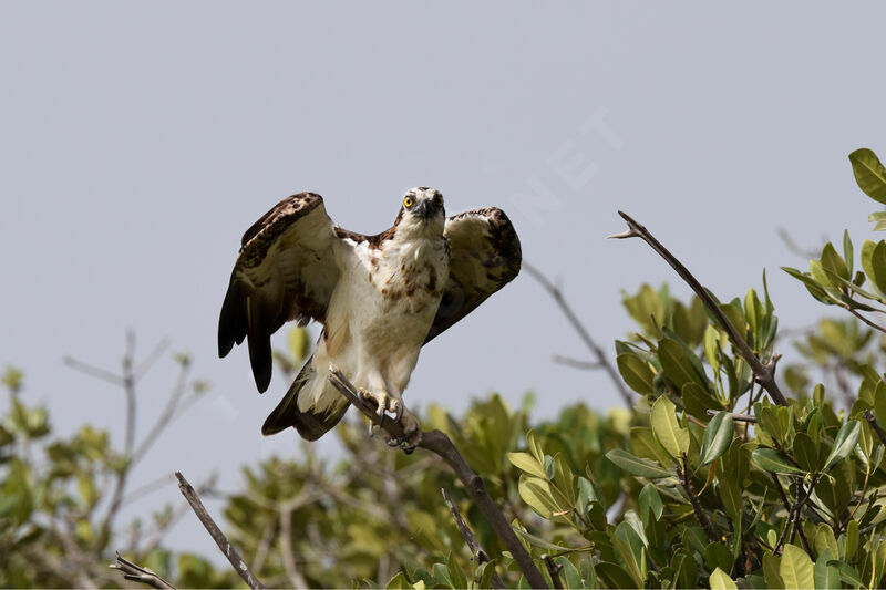 Osprey