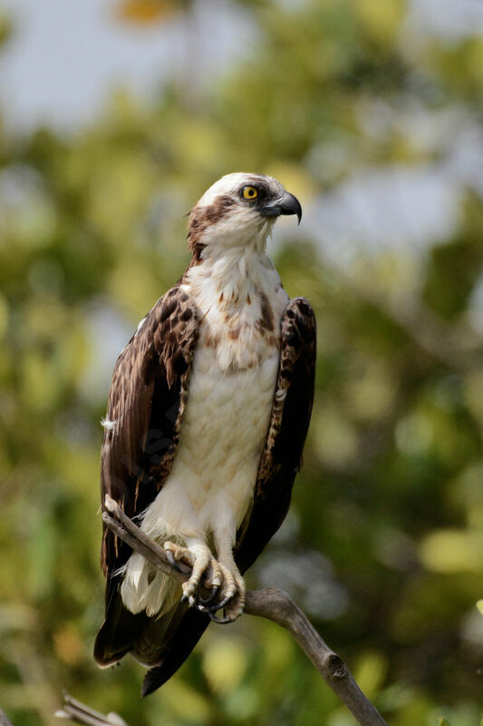 Osprey