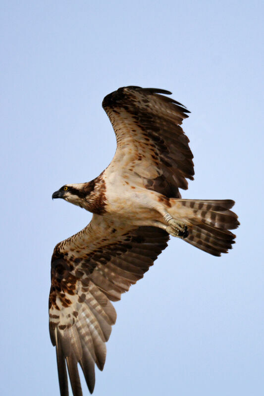 Osprey, fishing/hunting