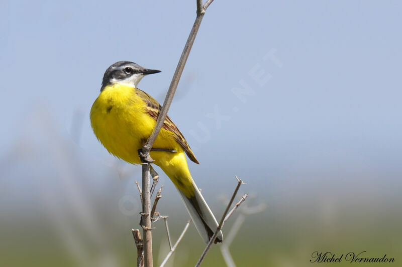 Western Yellow Wagtailadult