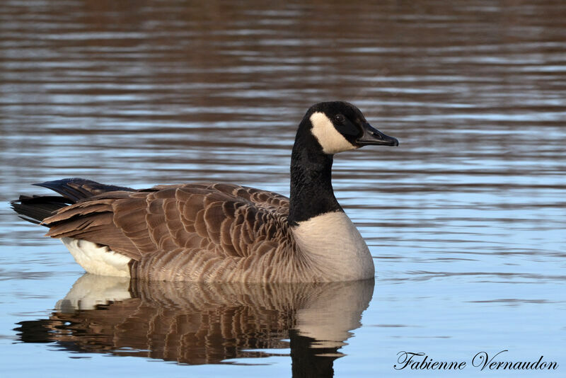 Canada Gooseadult