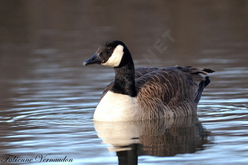 Canada Gooseadult