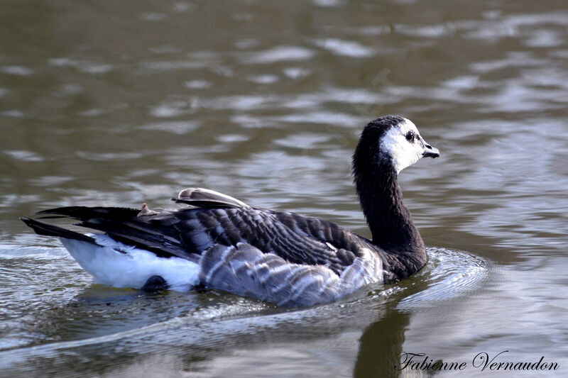 Barnacle Gooseadult