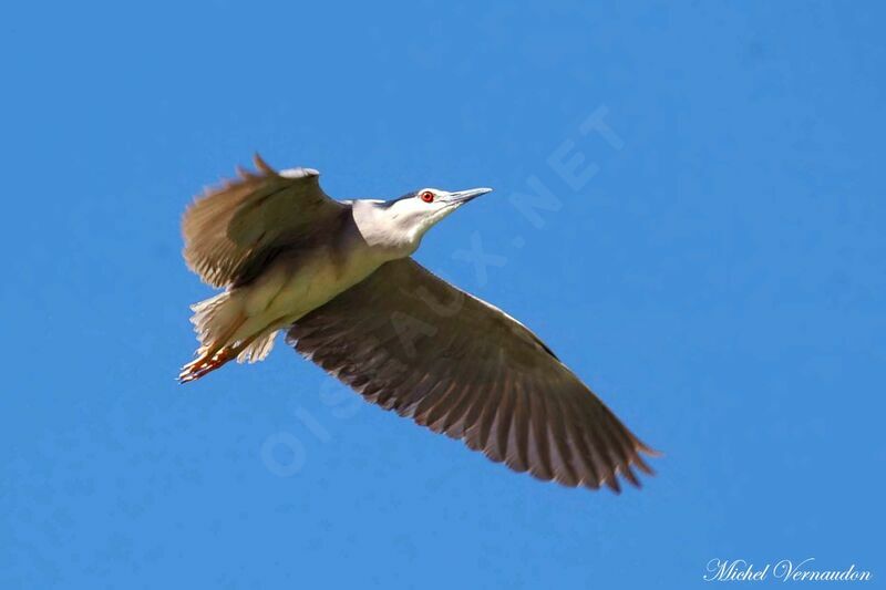 Black-crowned Night Heronadult