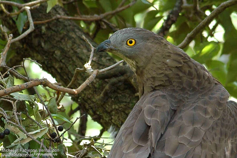 European Honey Buzzard male adult, close-up portrait