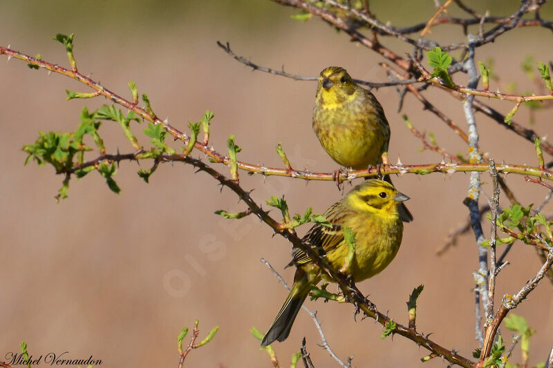 Yellowhammeradult