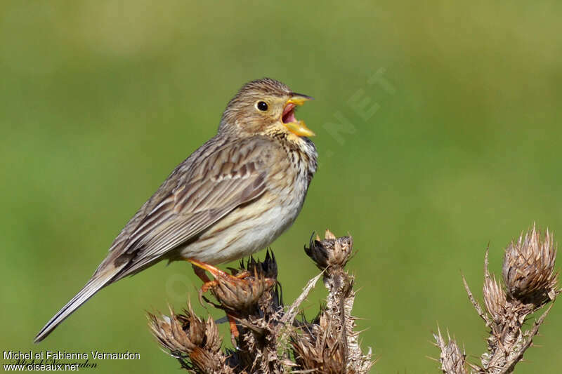 Corn Bunting male adult