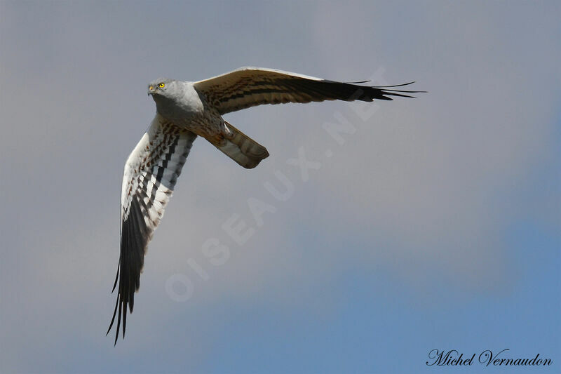 Montagu's Harrier male adult