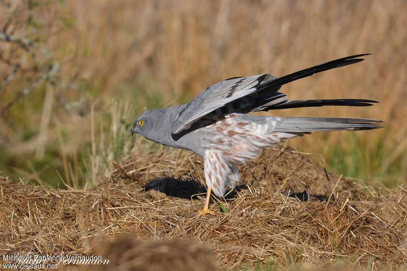 Montagu's Harrier male adult, pigmentation