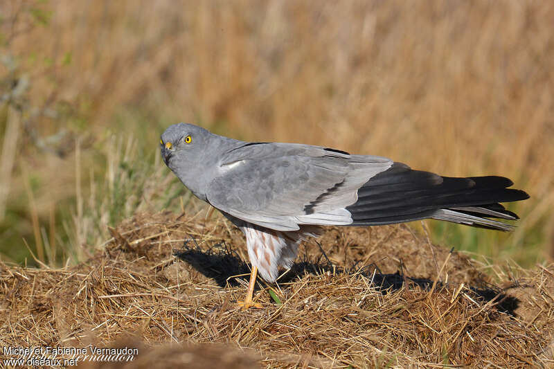 Montagu's Harrier male adult, identification