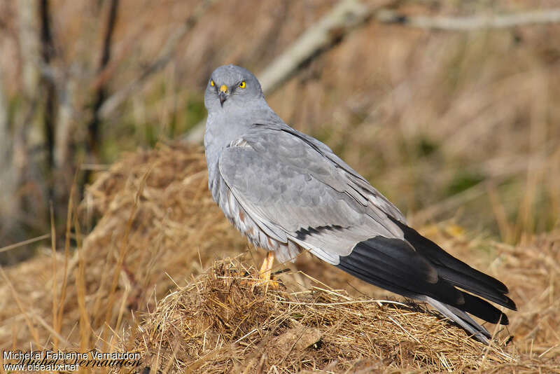 Montagu's Harrier male adult breeding, identification