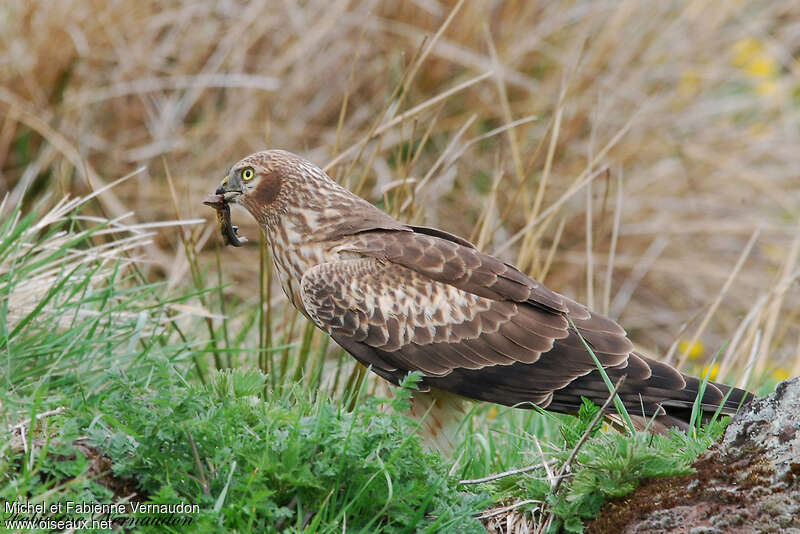 Montagu's Harrier female adult, feeding habits