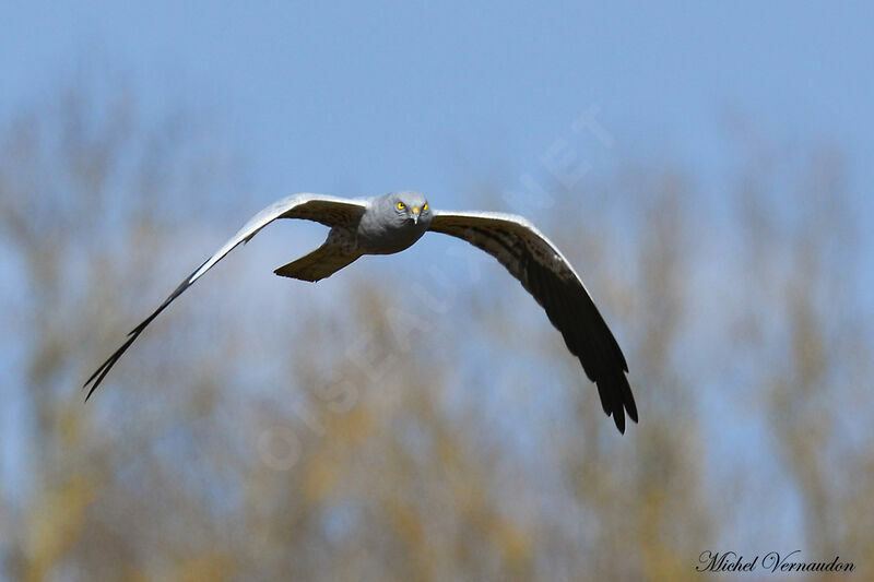 Montagu's Harrier male adult