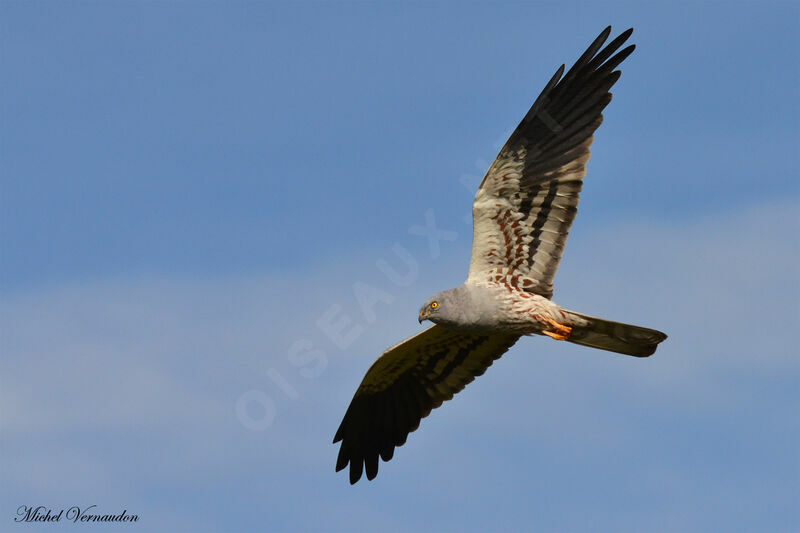 Montagu's Harrier male adult