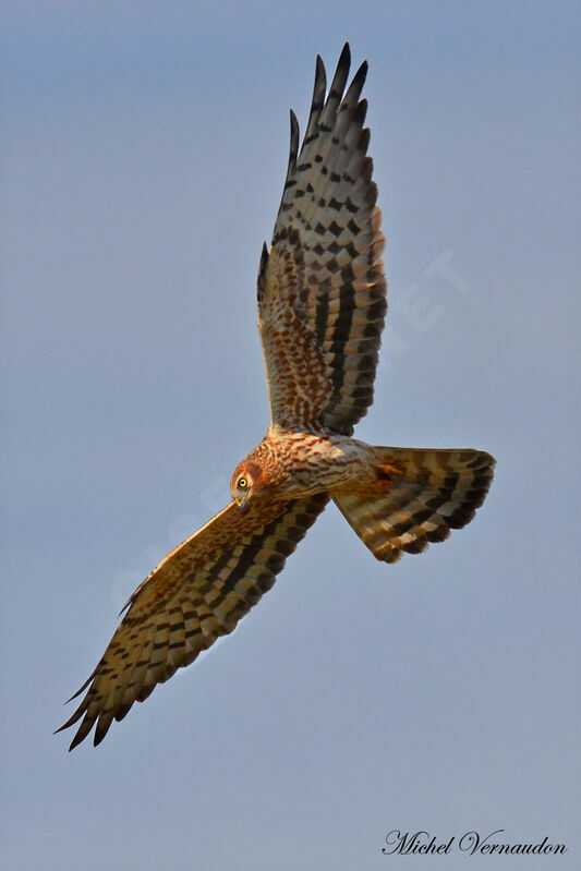 Montagu's Harrier female adult