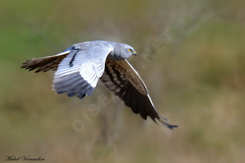 Montagu's Harrier male adult