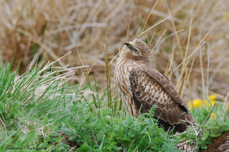 Montagu's Harrier female adult