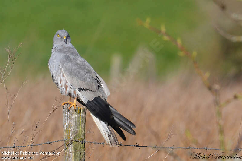 Montagu's Harrier male adult, identification