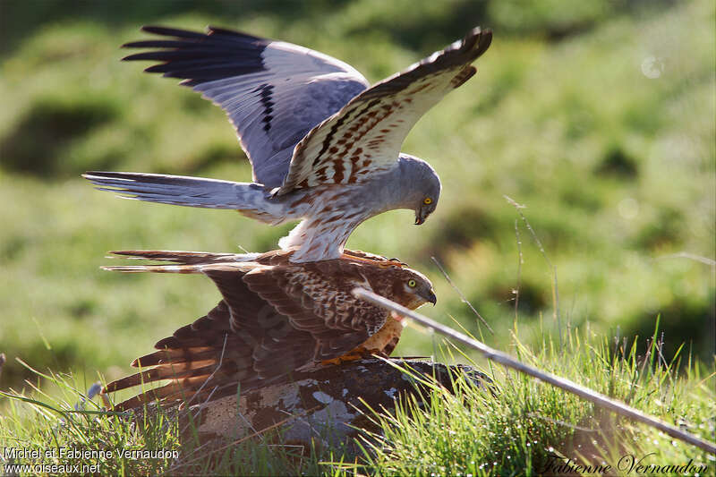 Montagu's Harrieradult, mating., Behaviour