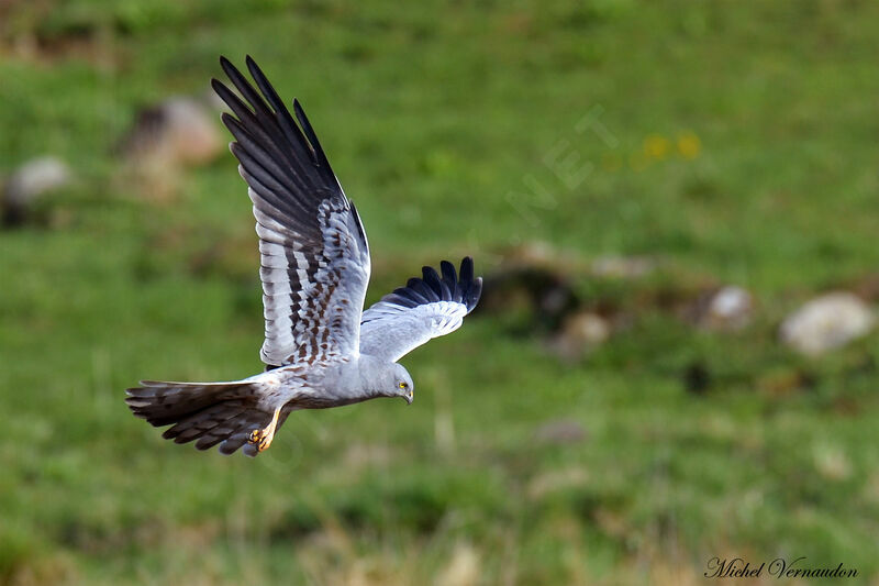 Montagu's Harrier male adult