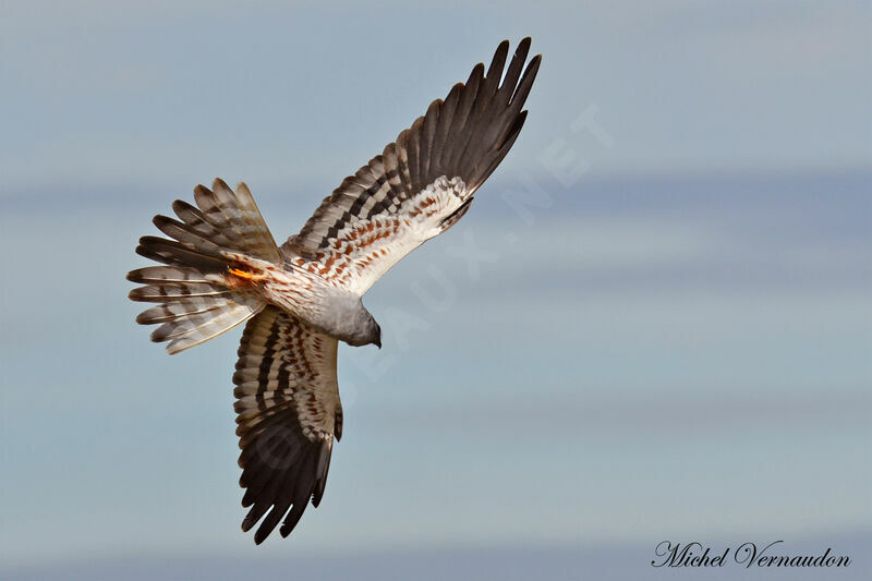 Montagu's Harrier male adult