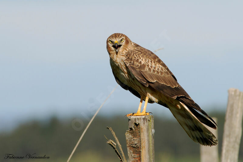 Montagu's Harrier female adult