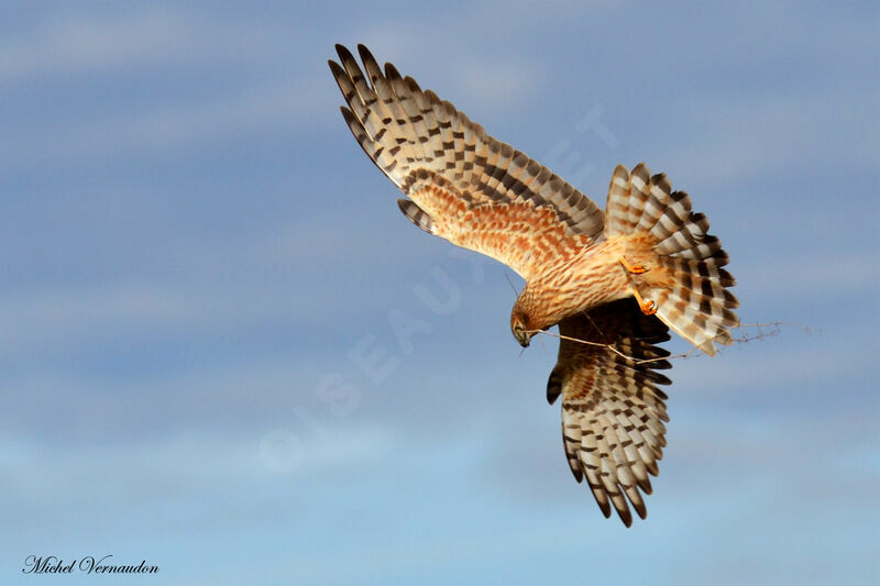 Montagu's Harrier female adult