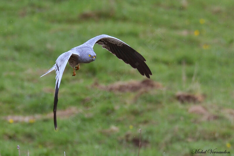 Montagu's Harrier male adult