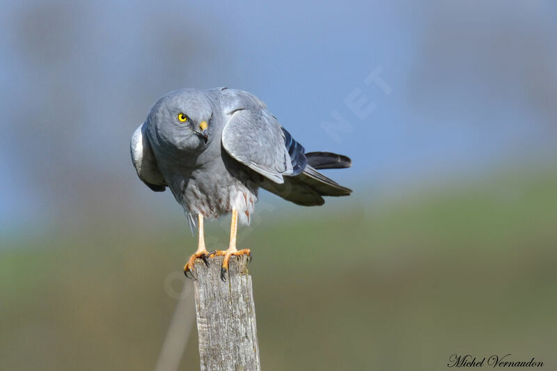 Montagu's Harrier male adult