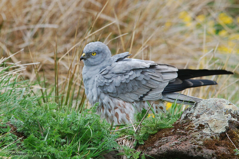 Montagu's Harrier male adult