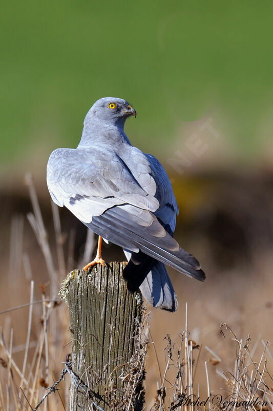 Montagu's Harrier male adult