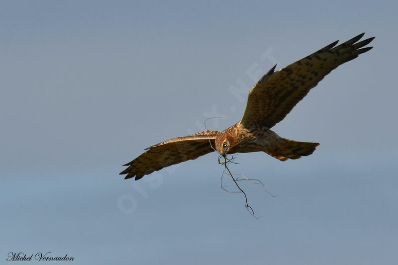 Montagu's Harrier female adult