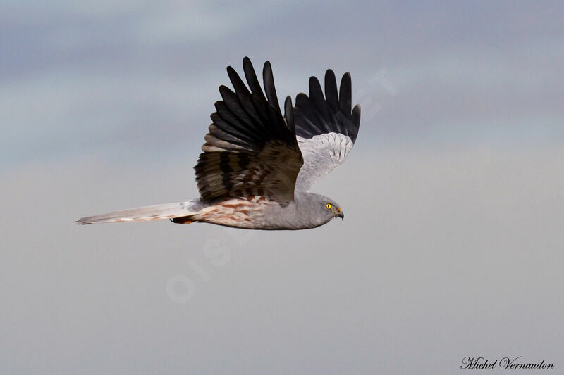 Montagu's Harrier male adult