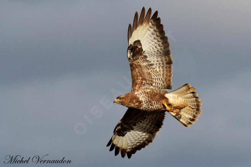 Common Buzzard