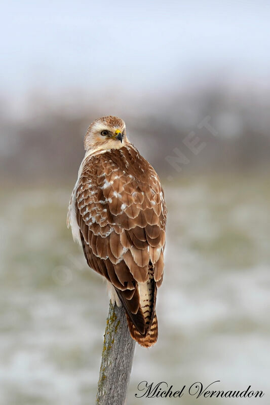 Buse variable